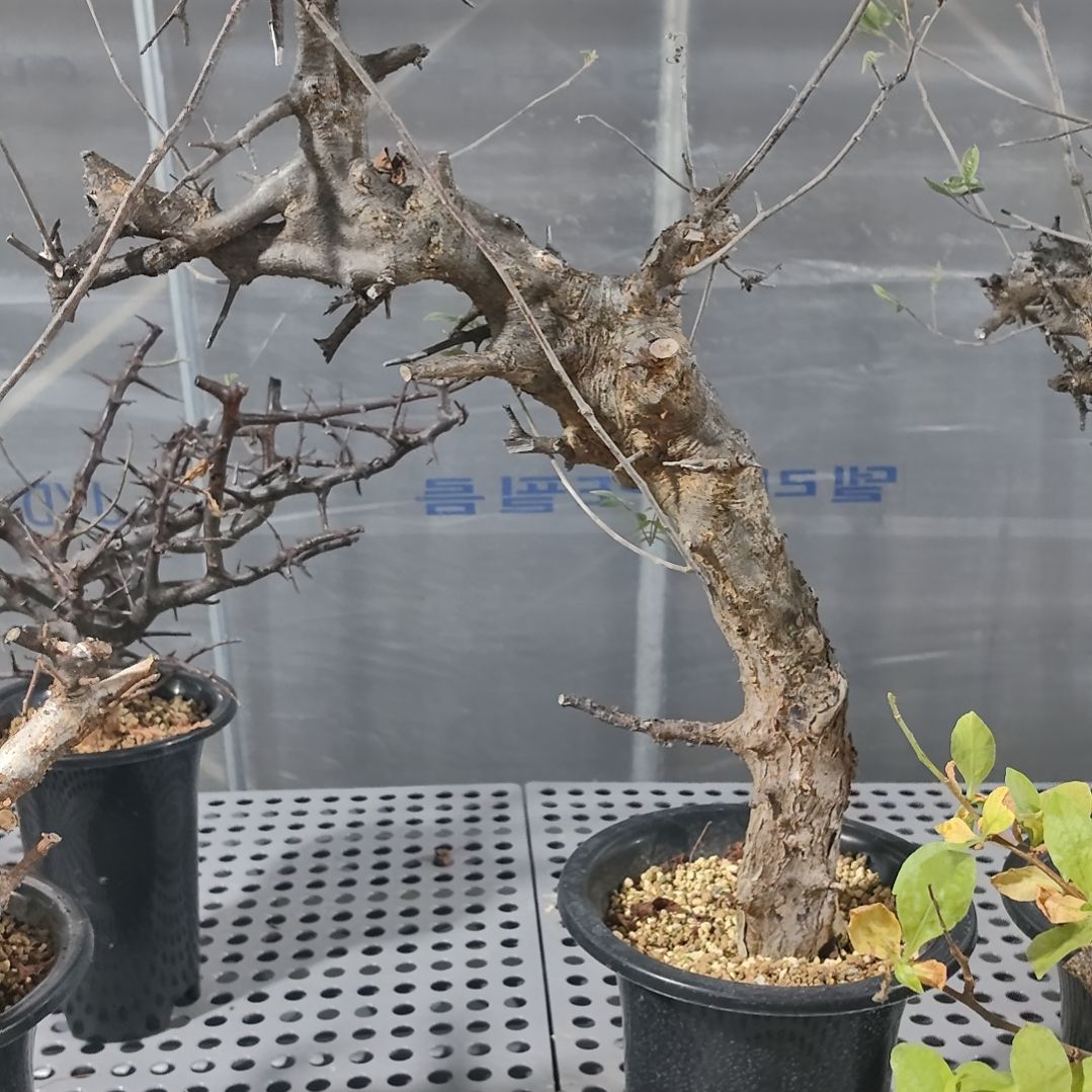 扭矩橄榄熟桩可寄养