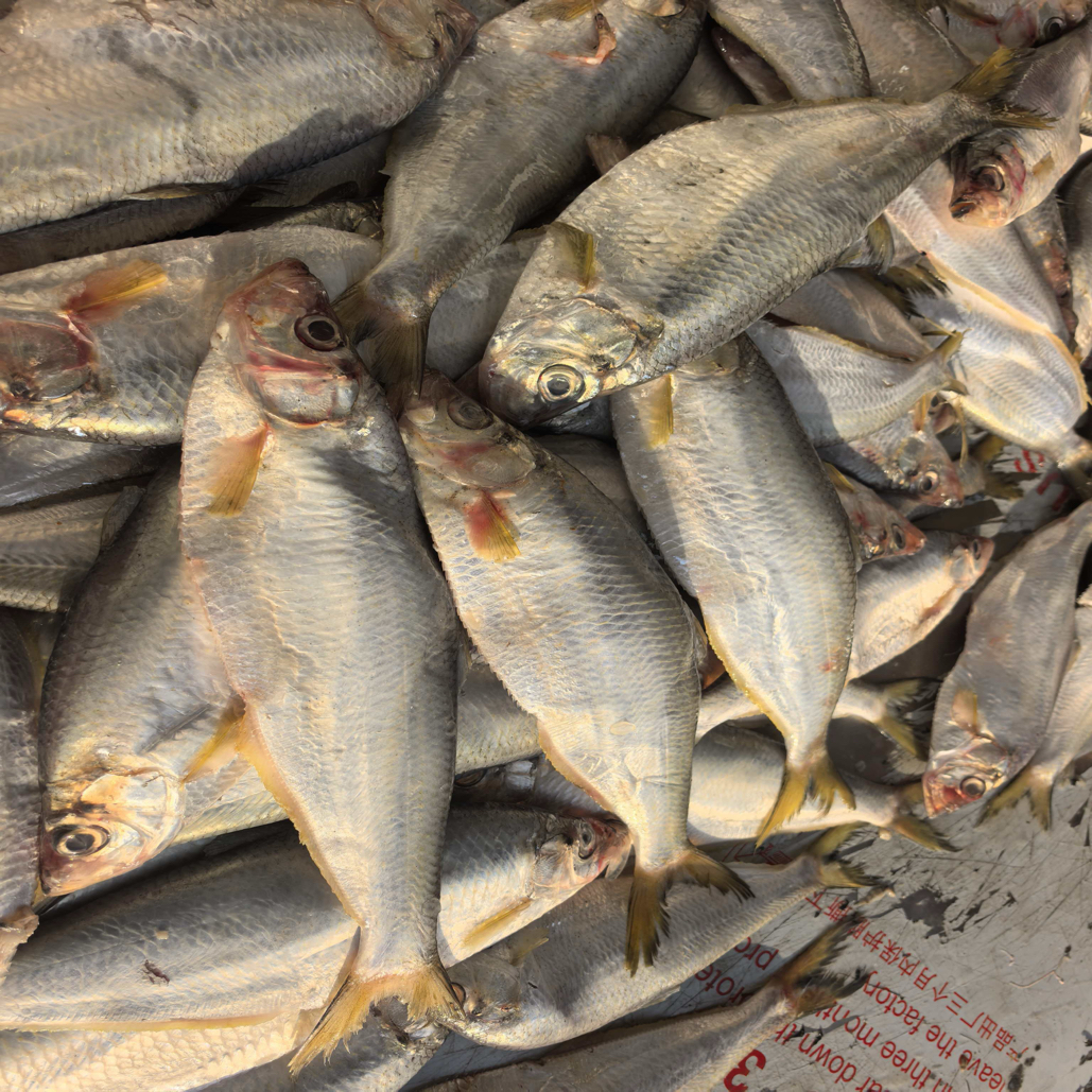 白鳞鱼到手10斤一斤称1到2条大小不一冷冻发货介意勿拍顺丰冷链