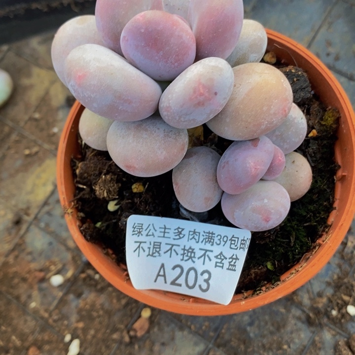 大叶奶6cm203多肉植物