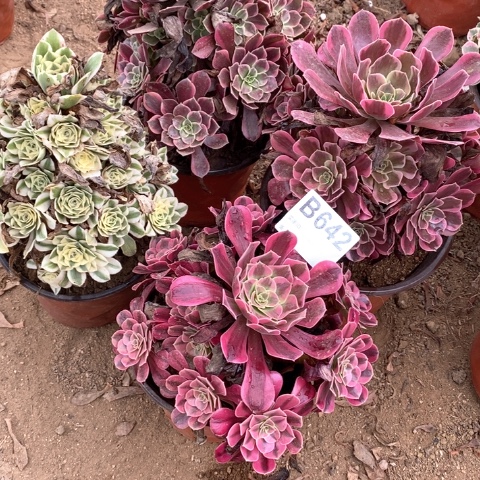 竹***花642四颗法师多肉植物