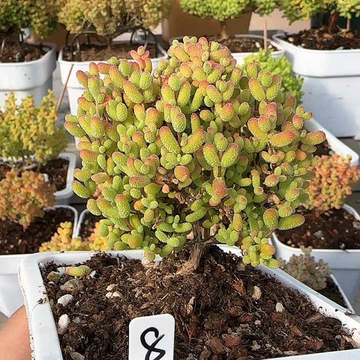 金桔糖球枝干番杏