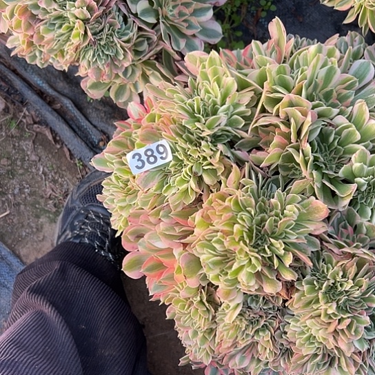 l***澜多肉植物一个女郎