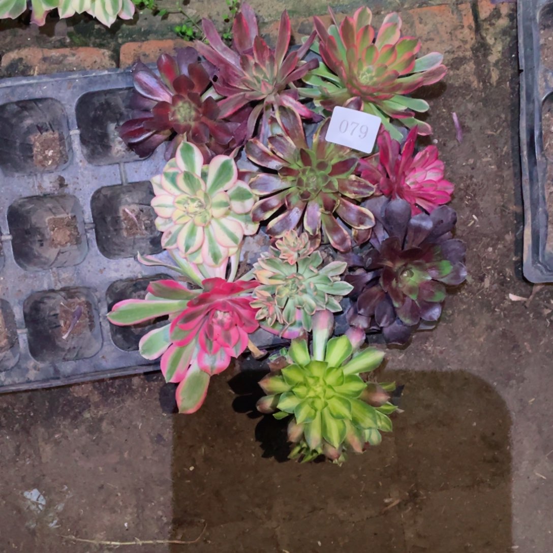 多肉植物组合10颗079
