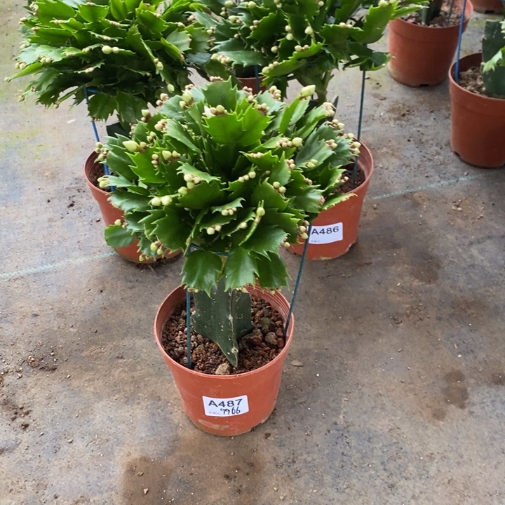 当前无花栽培后可以开花西****船487嫁接白玛丽