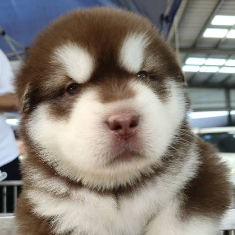 阿拉斯加犬幼犬巨型熊版宠物狗