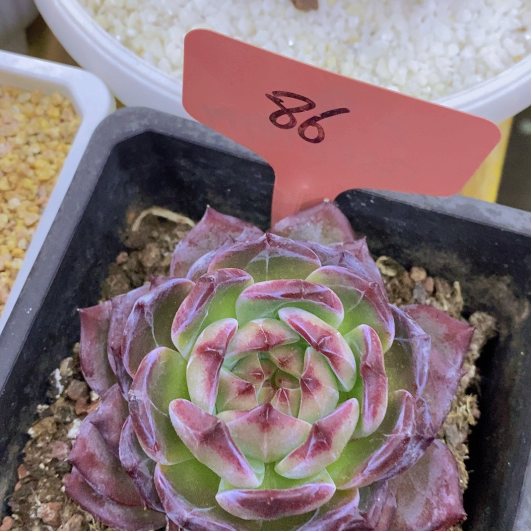 开心多肉，最后一场