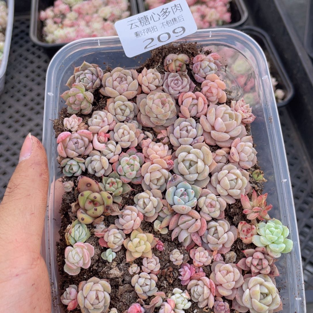 云糖心多肉植物209
