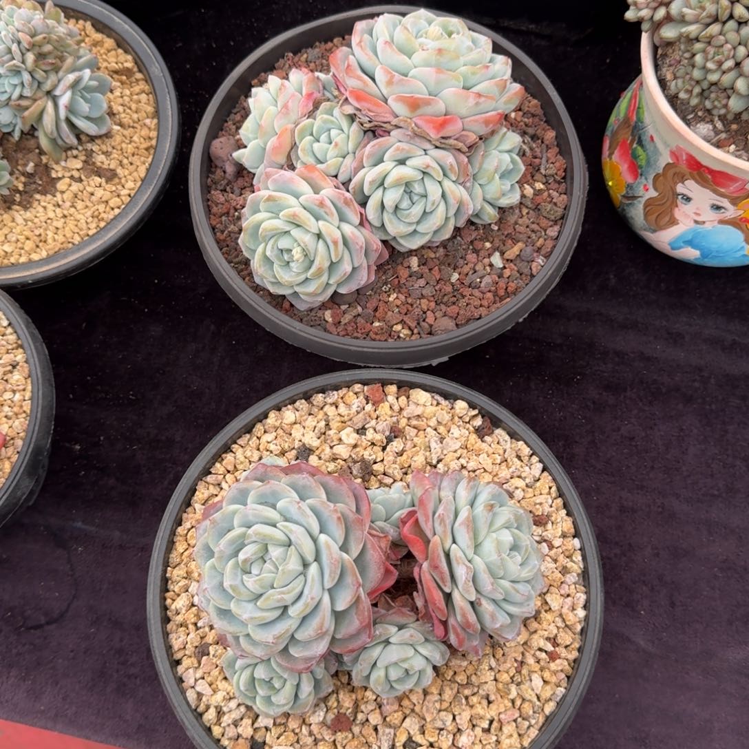 2颗一起一物一拍的