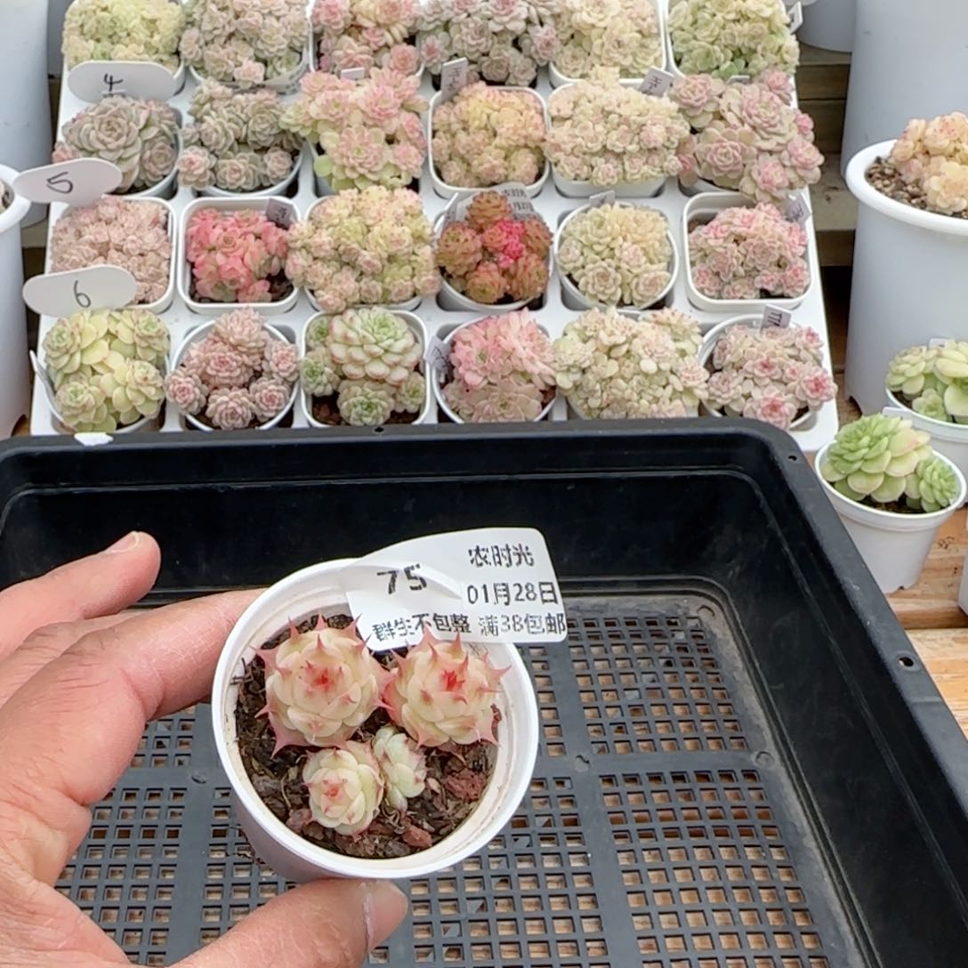 【闪购商品】0128-75海王