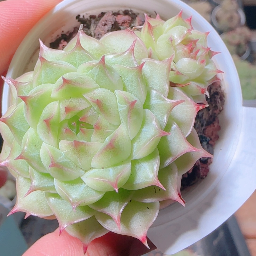 花语逸镜1109-516