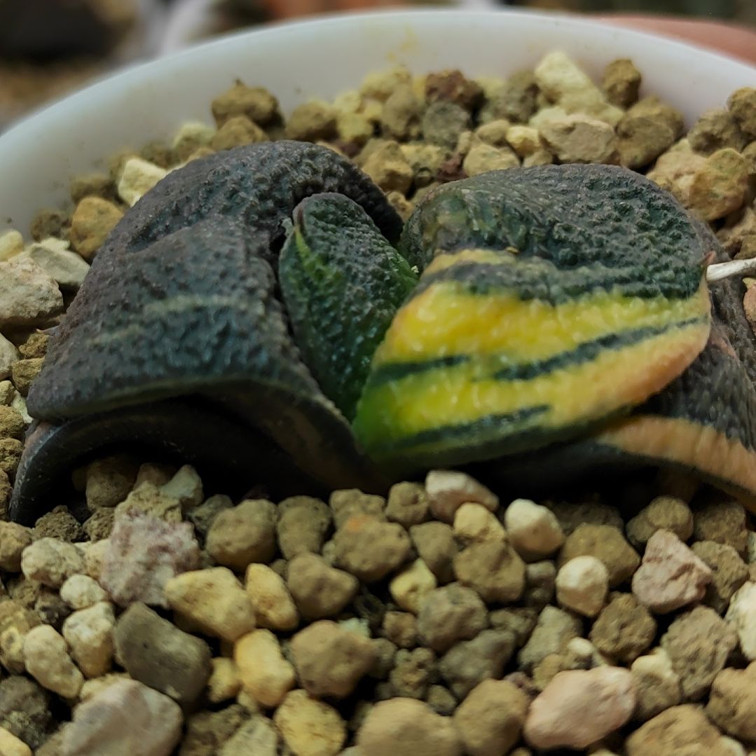 175号 实生军配 5.5厘米左右一物一拍带盆