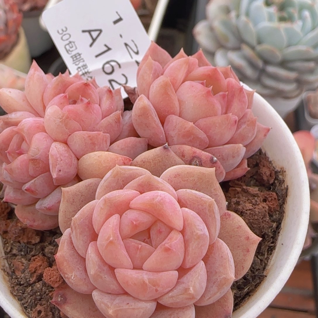 四头冰魄老桩一颗