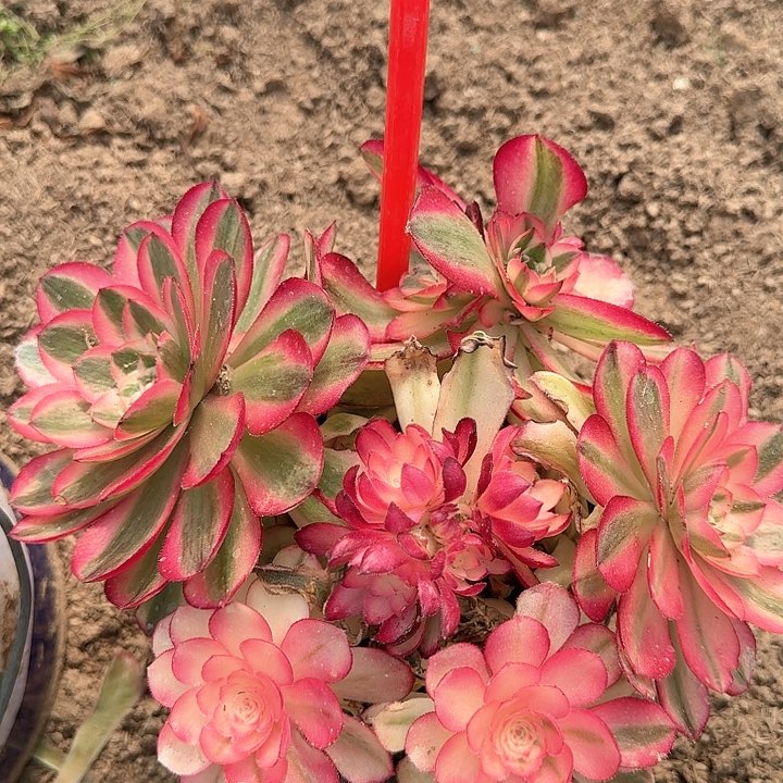 5-43荔枝多肉法师