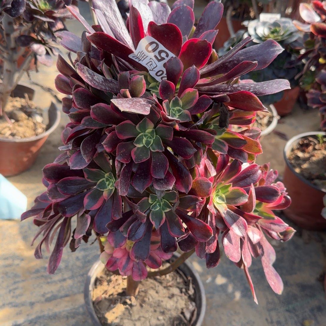 金丝250满20包邮断枝不包