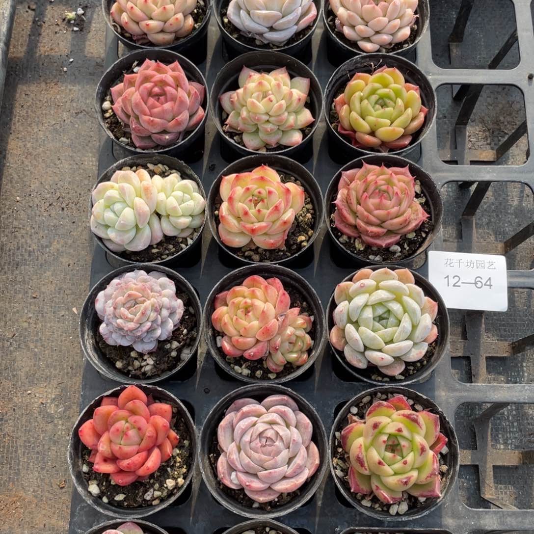 一物一拍18棵12-64