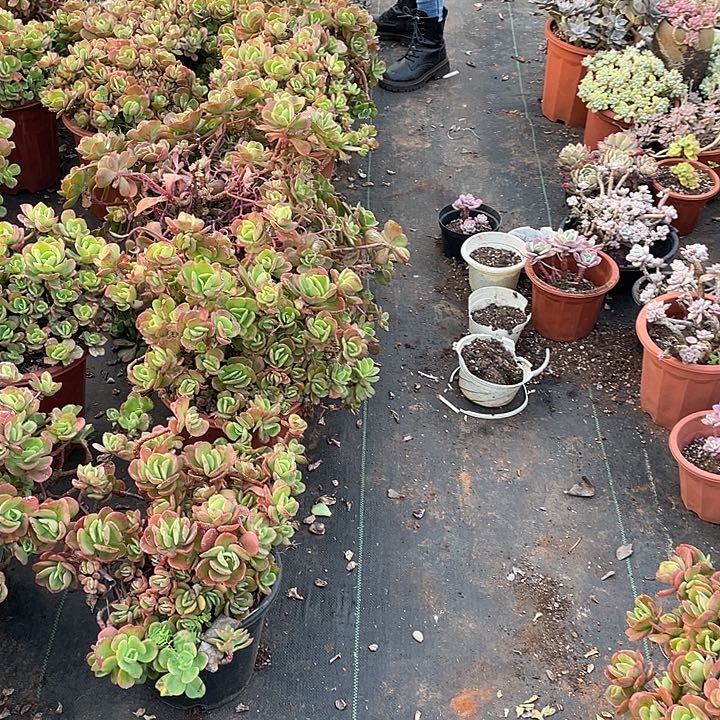 L**I431淡雪缀 一物一拍多肉