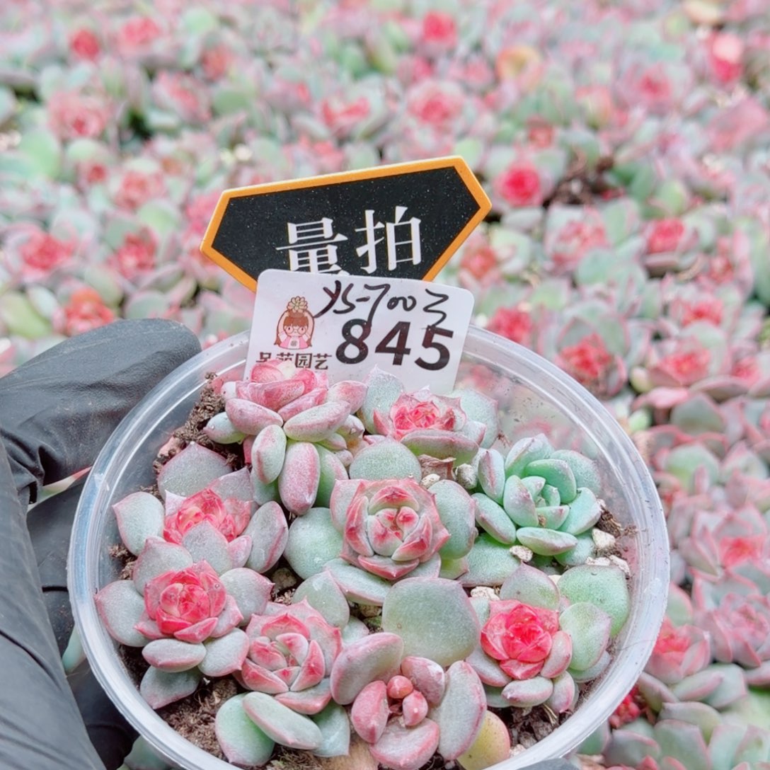 多肉植物多肉植物