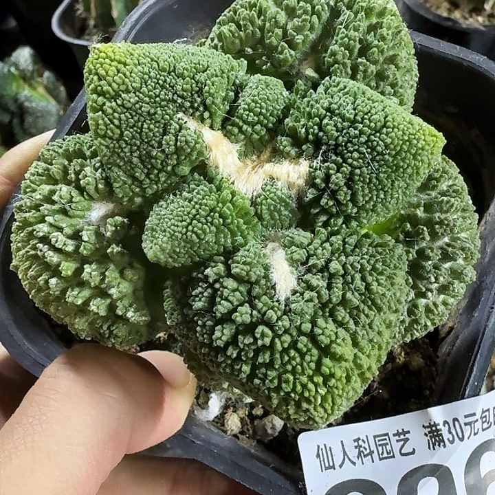 夜***光无花朵苗接哥斯拉296