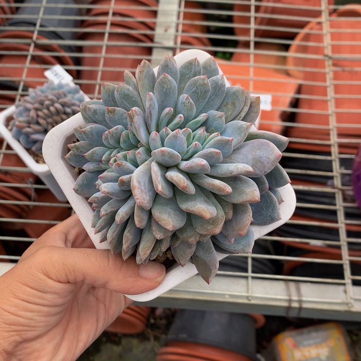 穿***风11703缀嗯嗯嗯嗯嗯嗯