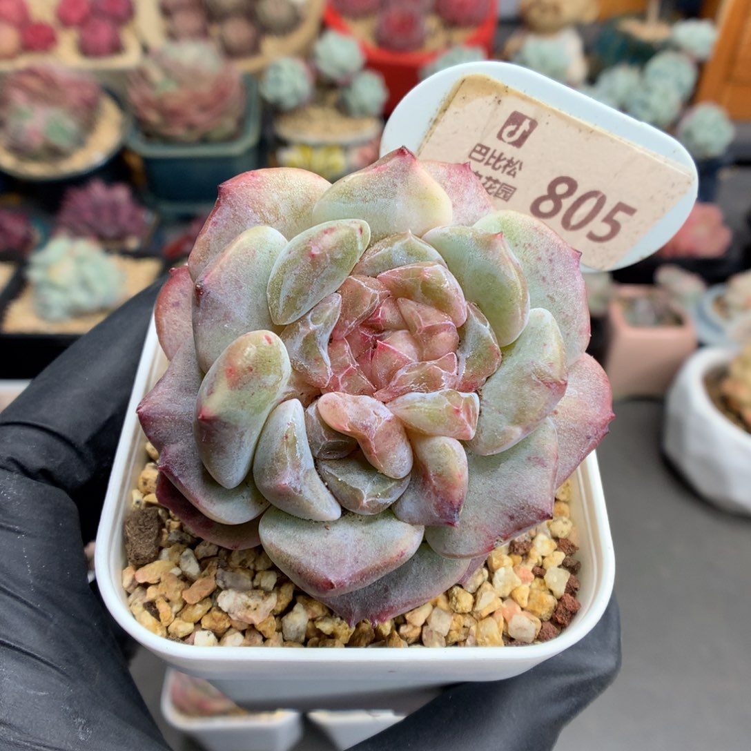 805 双心巧克力糖心冰魄