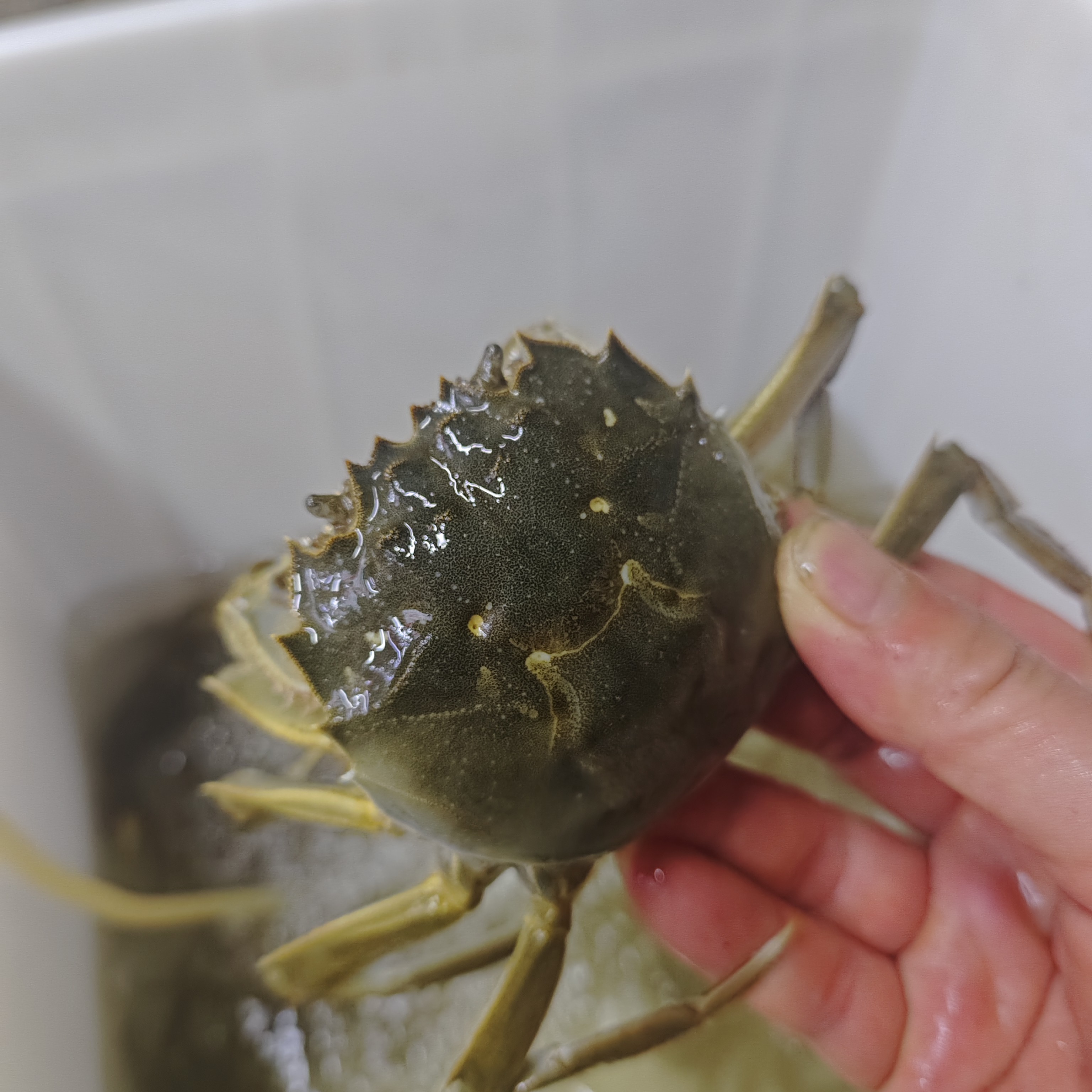 江苏特母蟹1只（2-2.9两）