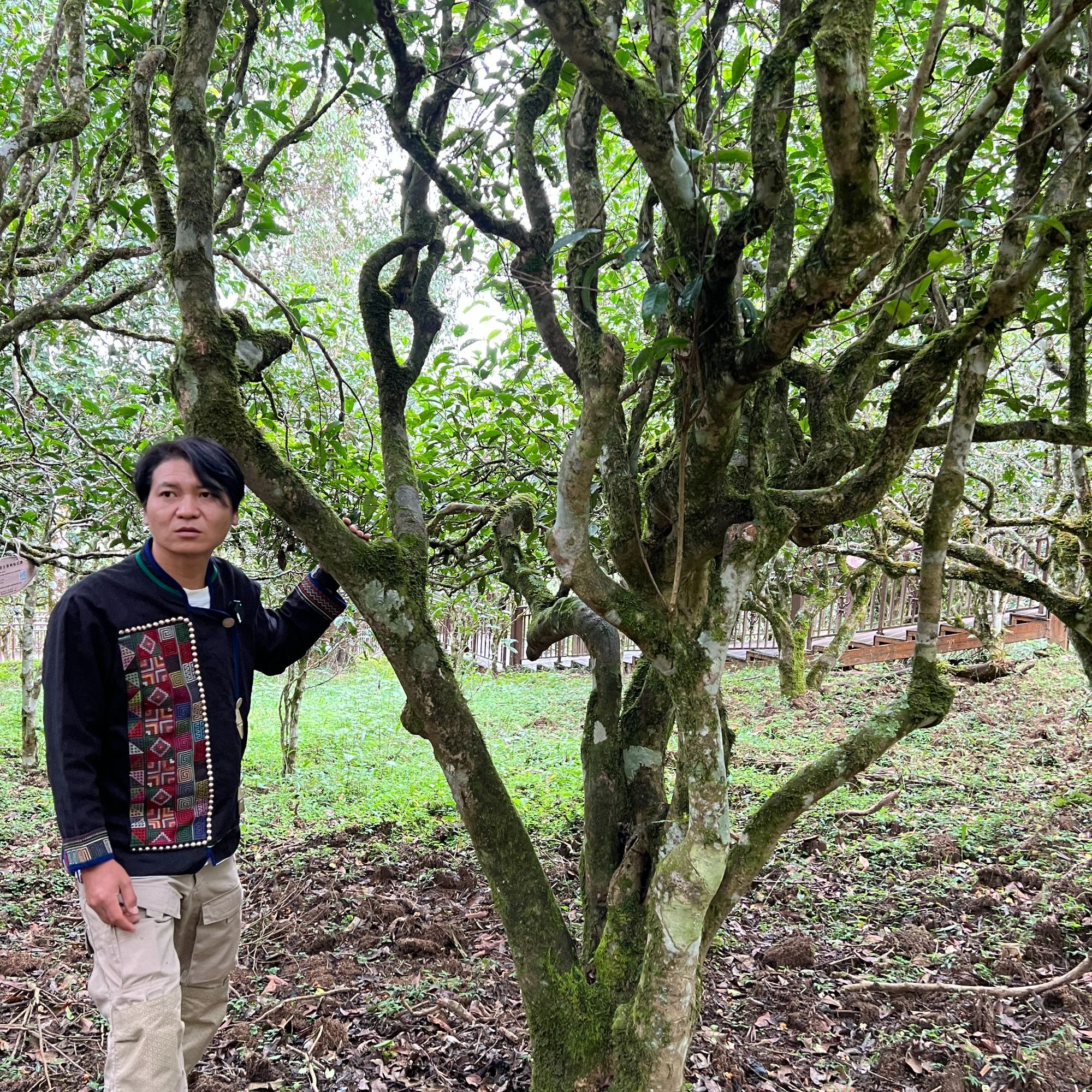 【老班章11号】2014年老班章纯料头春357克普洱茶生茶饼茶