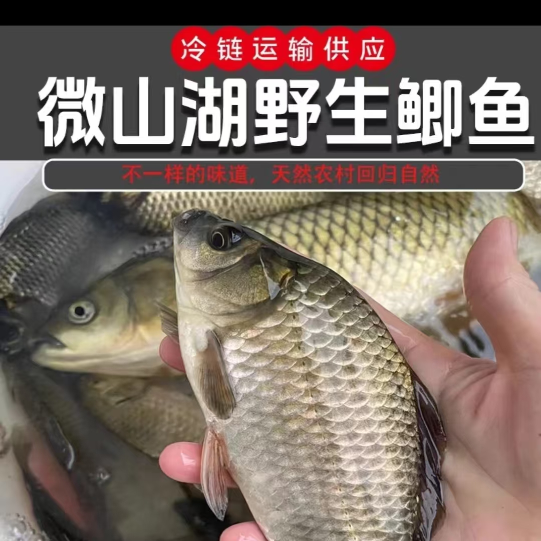 微山湖野生小鲫鱼淡水鲫鱼孕妇下奶老幼妇炖汤到手5斤（顺丰包邮）