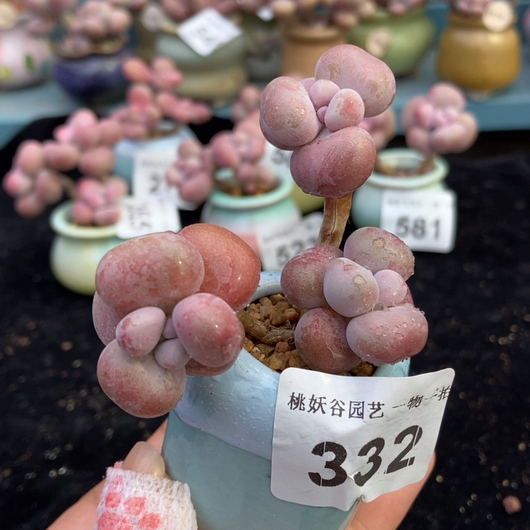 332糖果腰子蛋带盆土