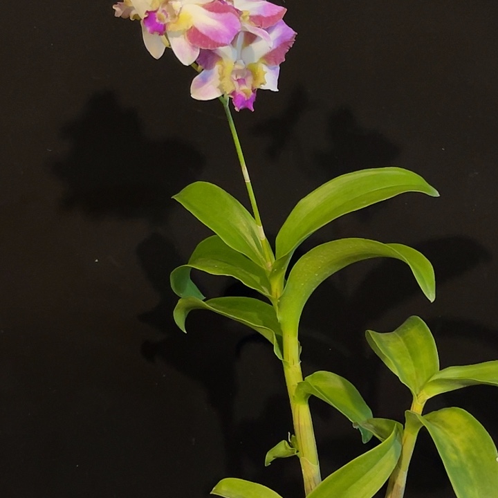 完全开放2076个体龙王