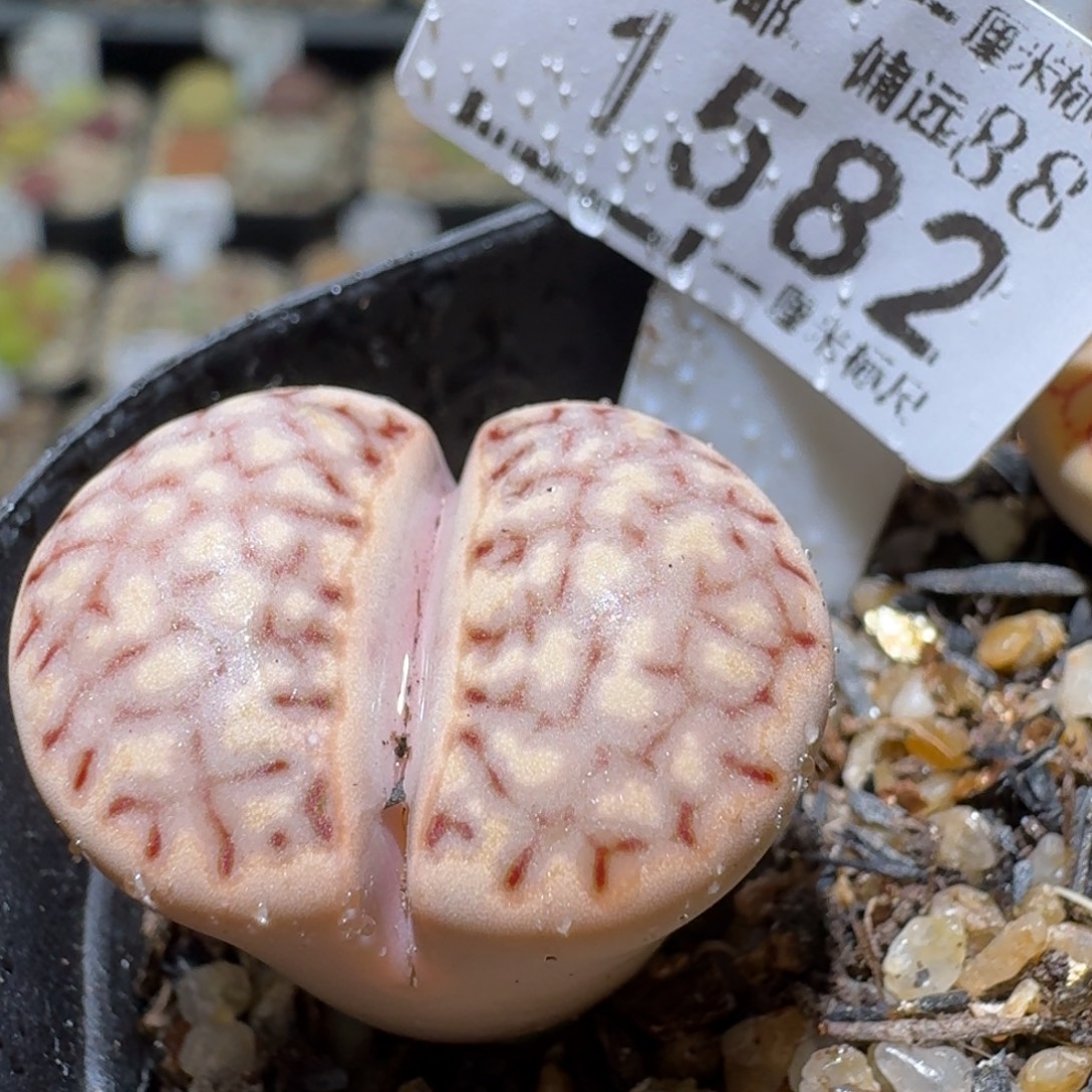 Ssss好看的便宜了1582锦