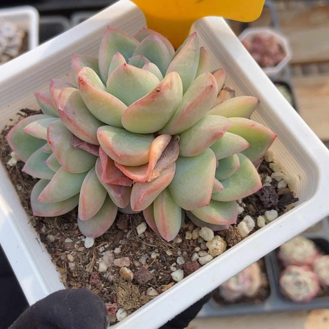 2113泡芙多肉植物保护