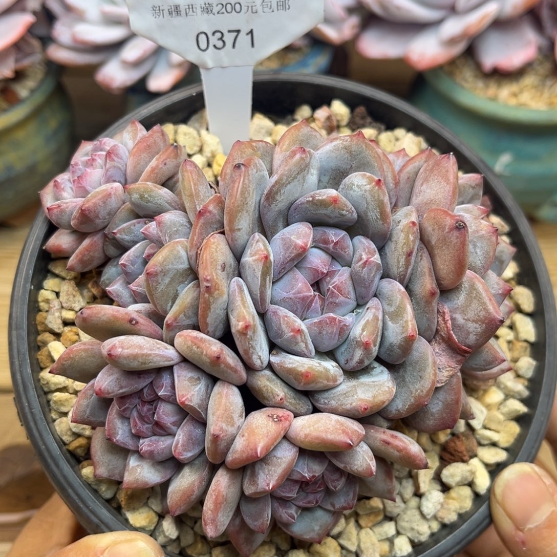 绿底紫心371/13cm8头
