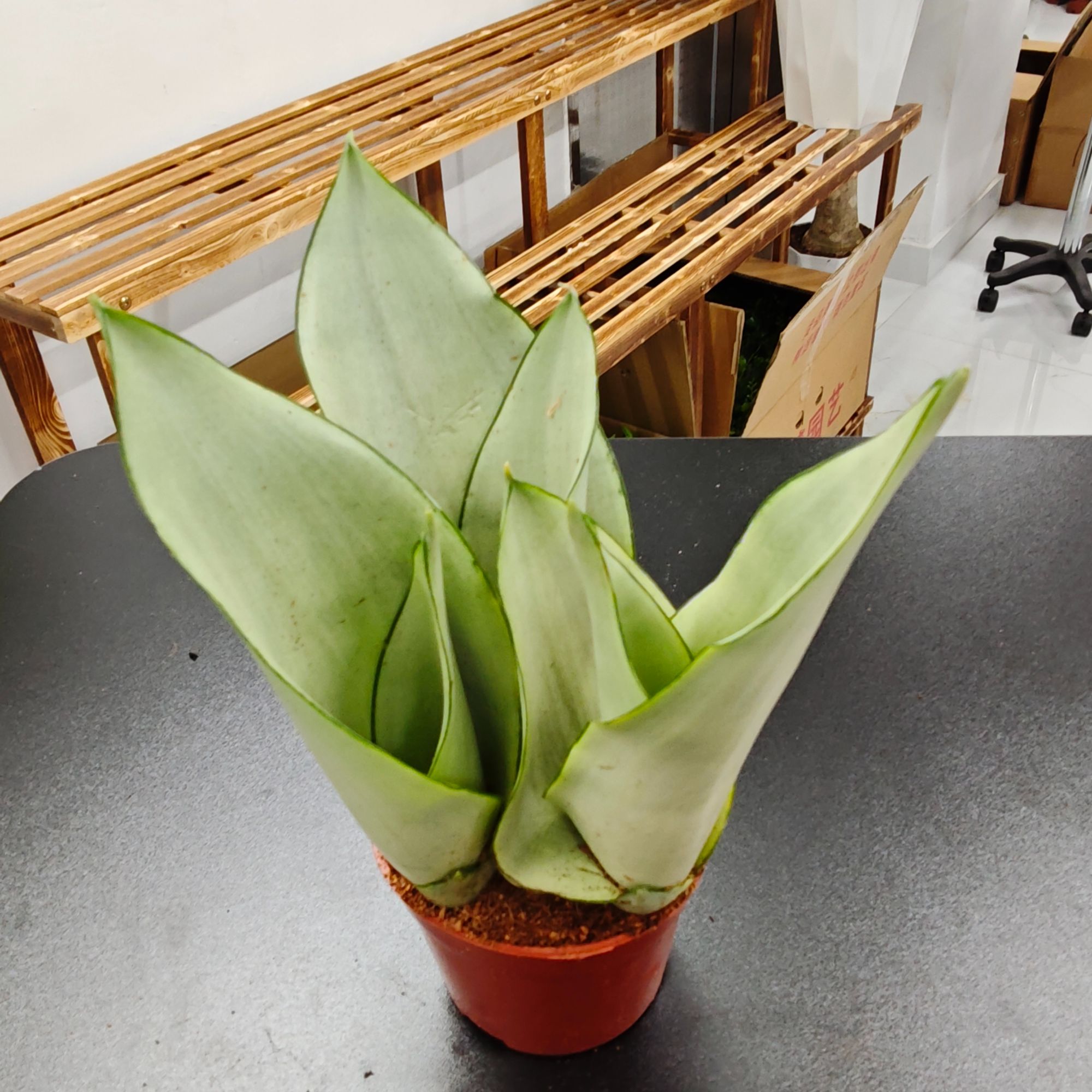 （白玉虎尾兰)  四季好养  桌面小型绿植   耐旱植物