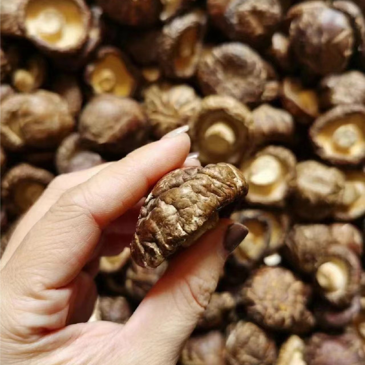 农家干货香菇深山小香菇