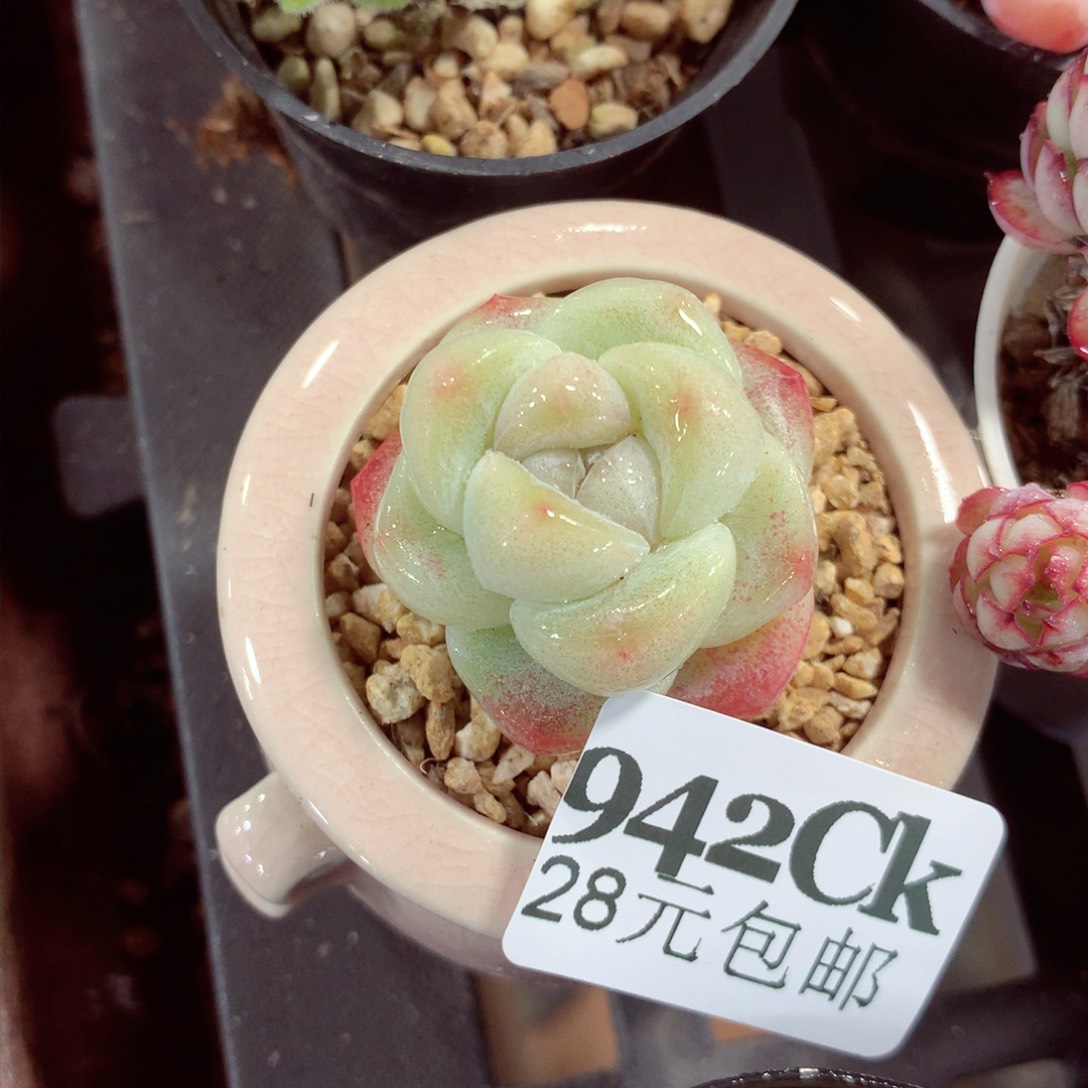 5厘米盆精控多肉942