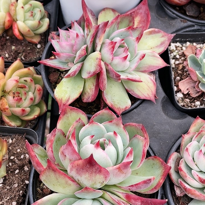 锦鸿仙子15.8一盆888888