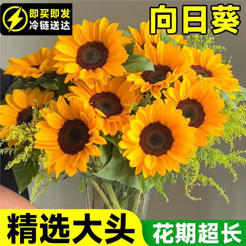 顺丰包邮向日葵家用鲜花节日生日礼物云南A级向日葵大花基地直发