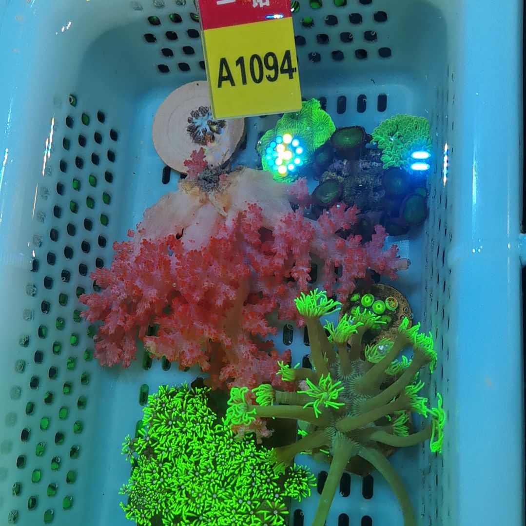 纽扣珊瑚1094鸡冠花套餐