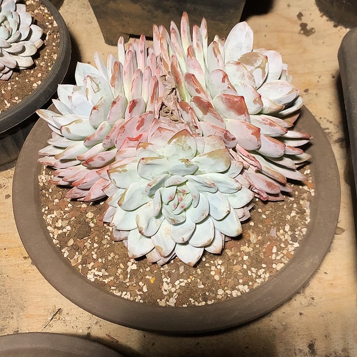 拥***এ每周特价活动开始了