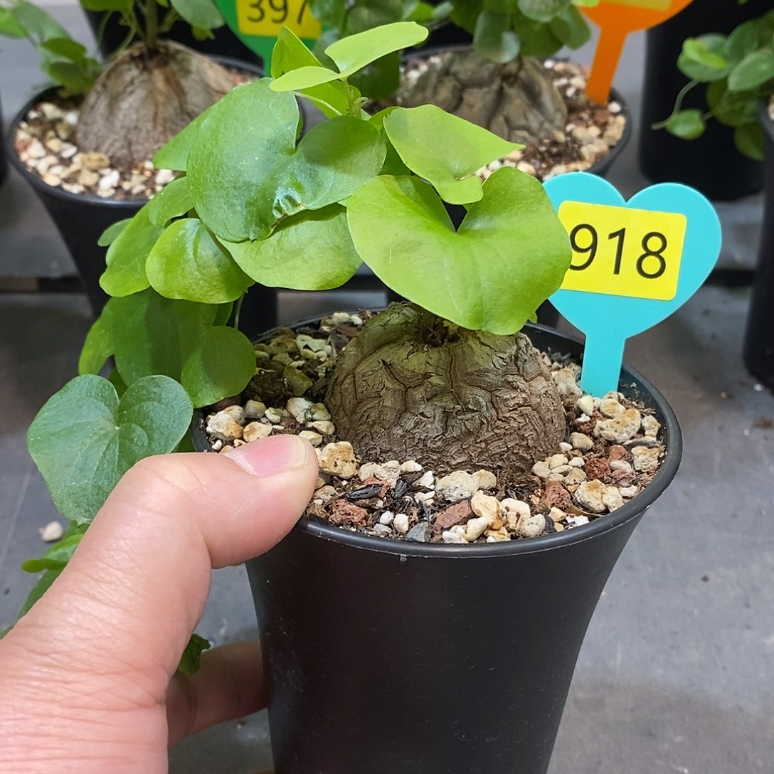 南非龟甲龙龟甲龙