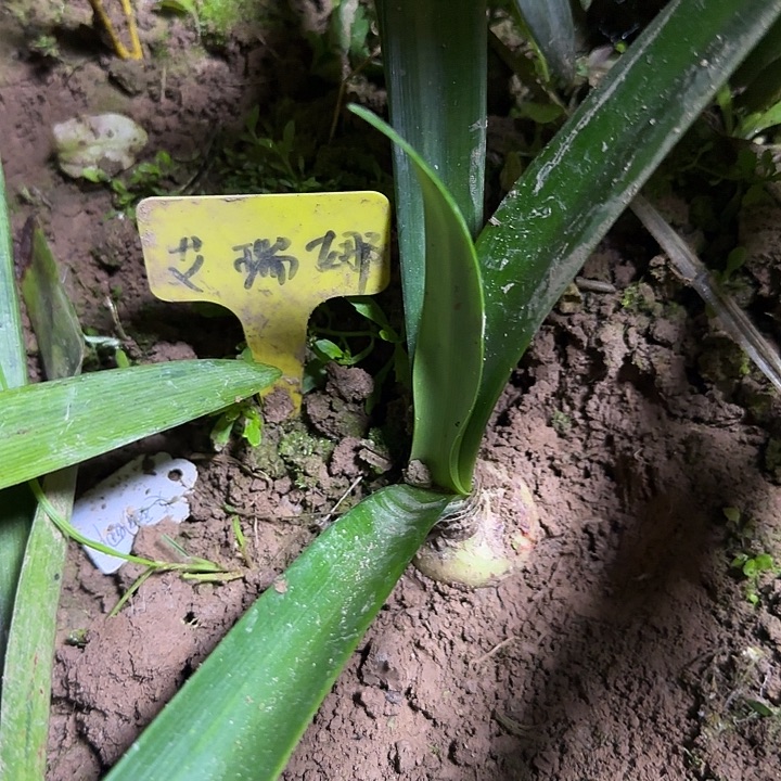 艾瑞娜3.8厘米朱顶红