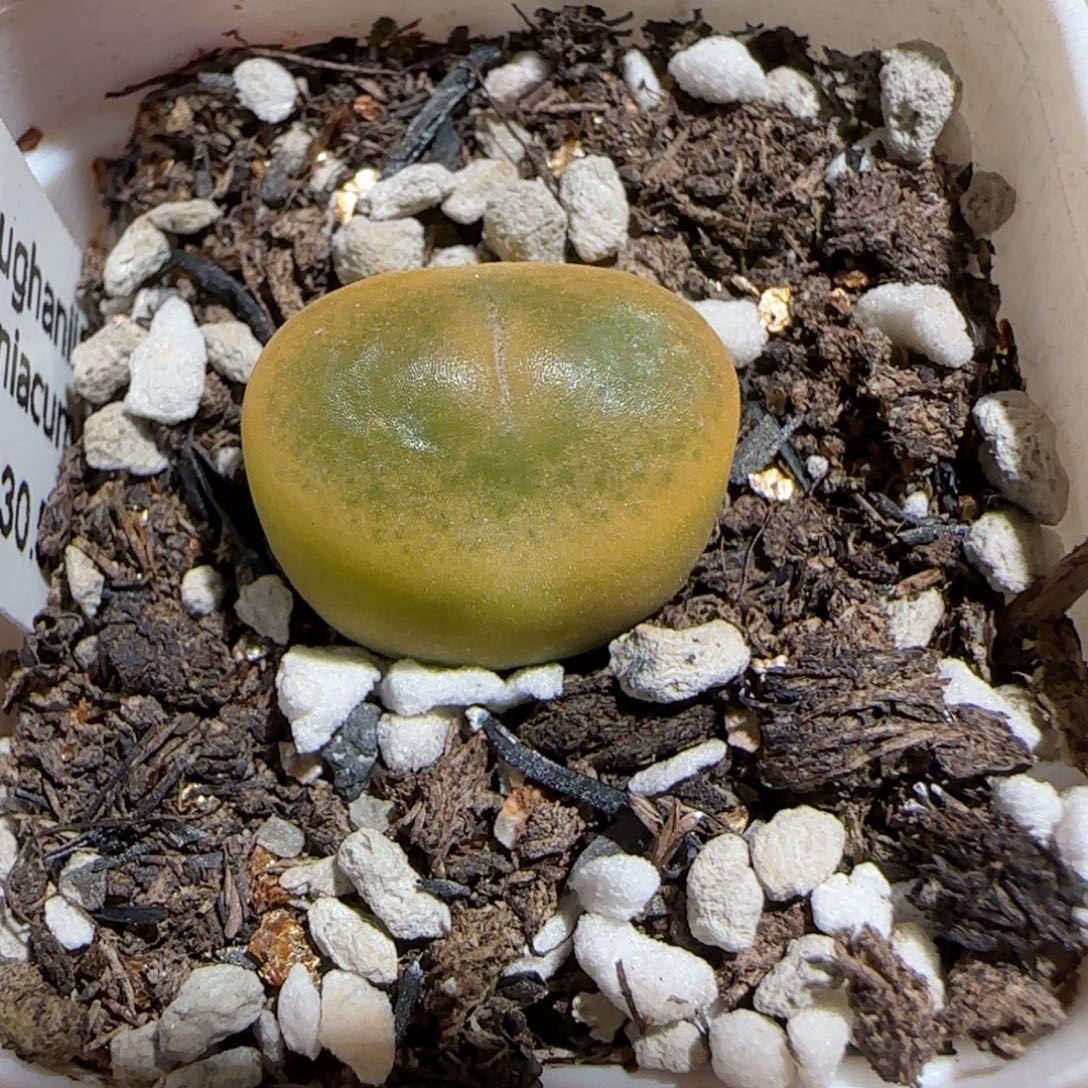 流***颜肉锥多肉植物组合-1430.505、247