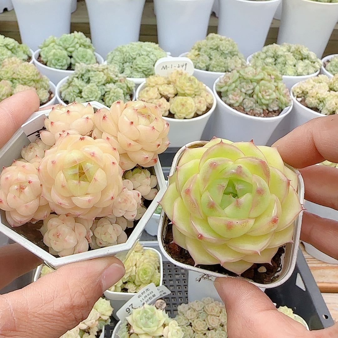 1106-101（fm-20-1）优选