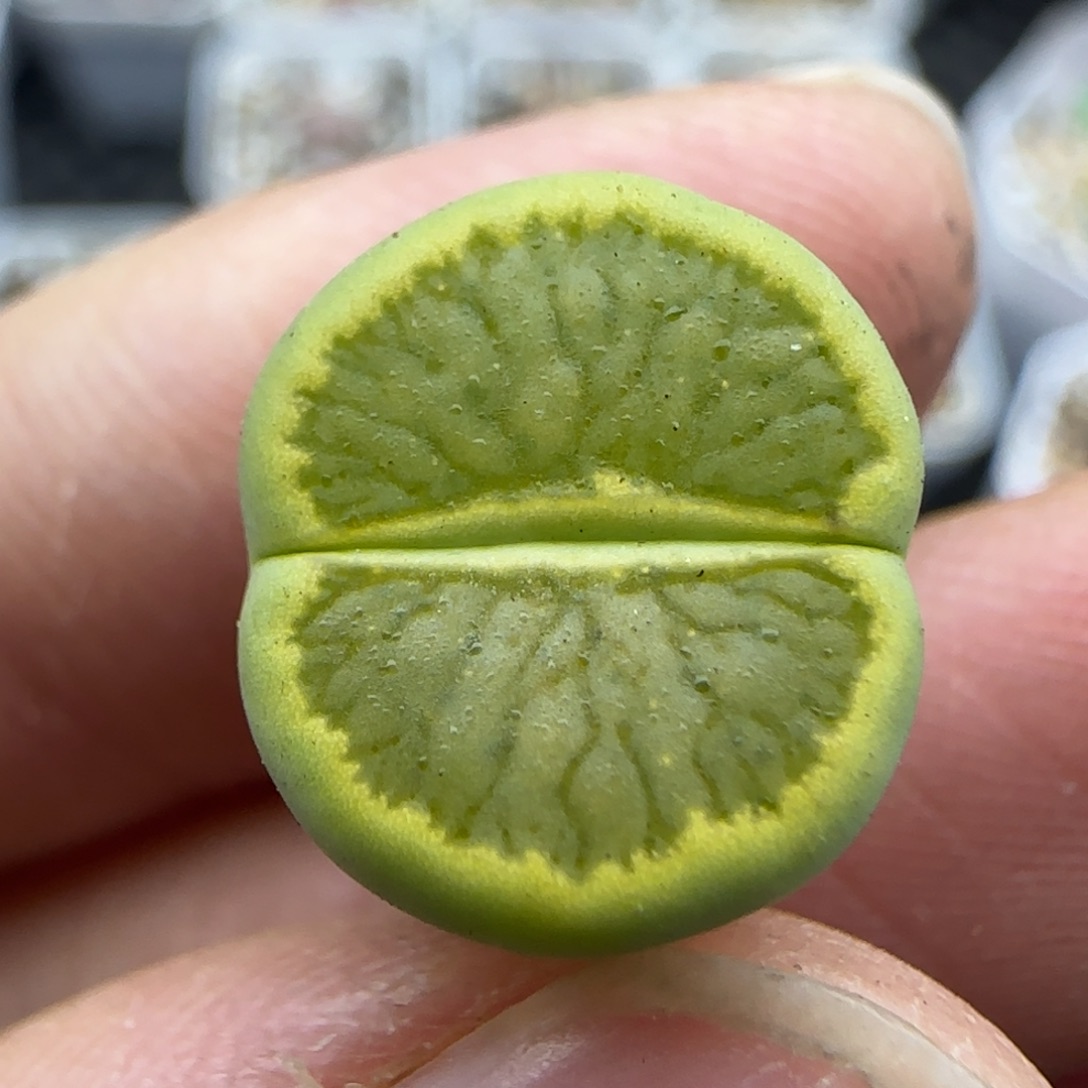 500 清框福利30包邮