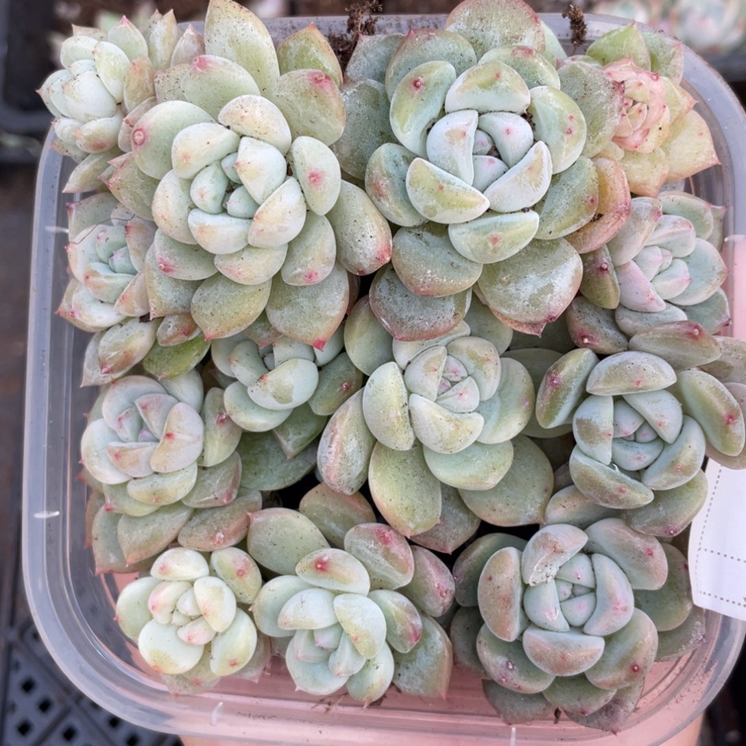 C98花朝切糕苗，圆胖透，特价不包保温不包售后