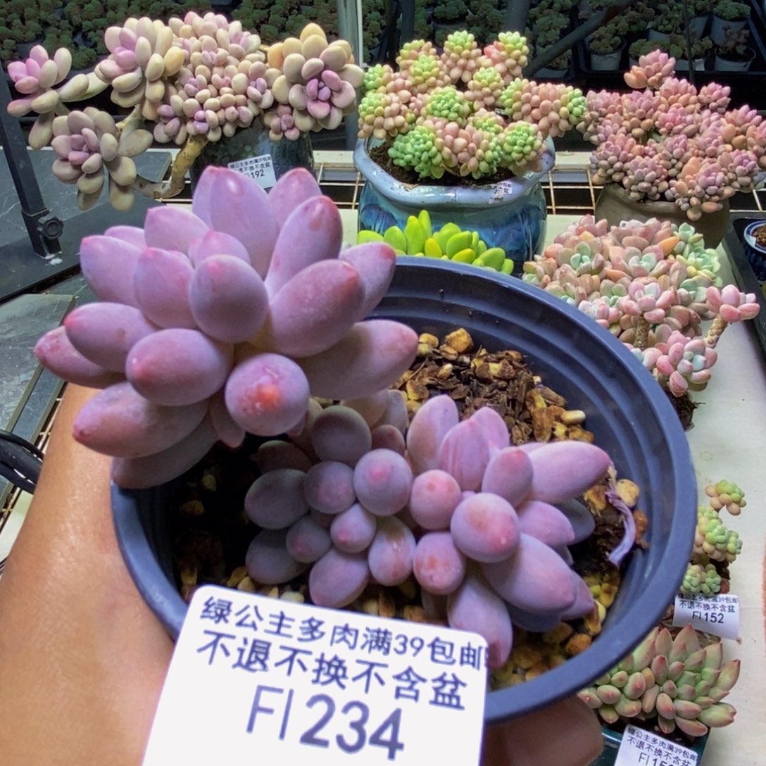 234香水手指奶多肉7cm