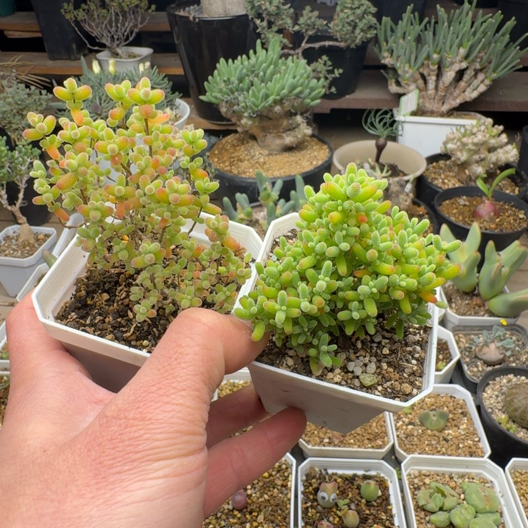 金桔加蜜橘多肉。       