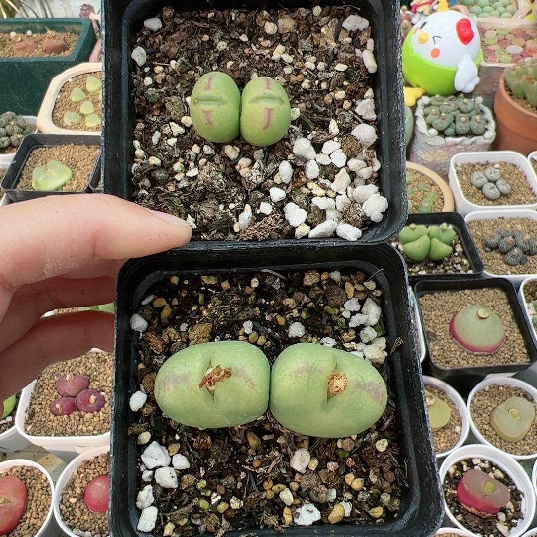 【闪购商品】琳**宝292 脱土