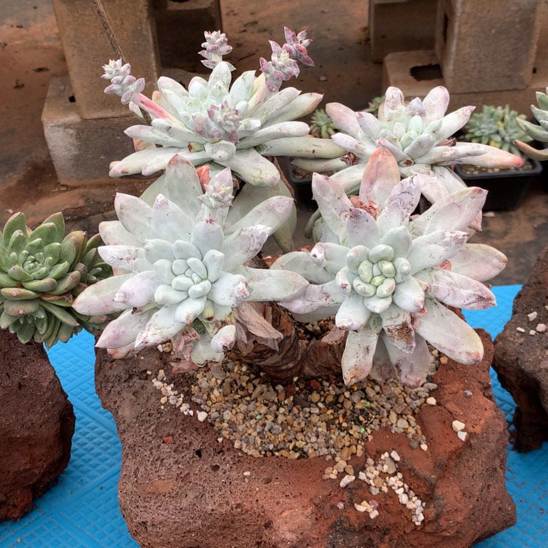 吾*四头大型种拇指，多肉植物