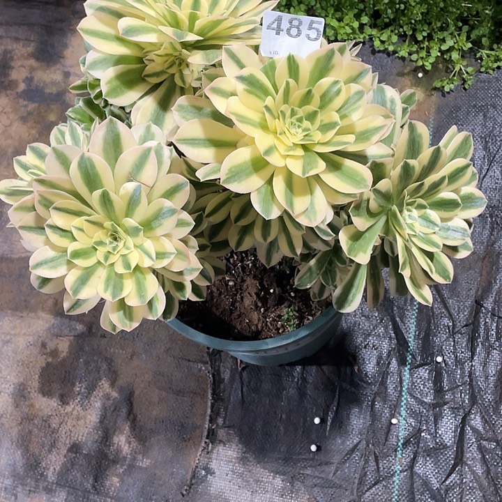 485 多肉法师多肉法师